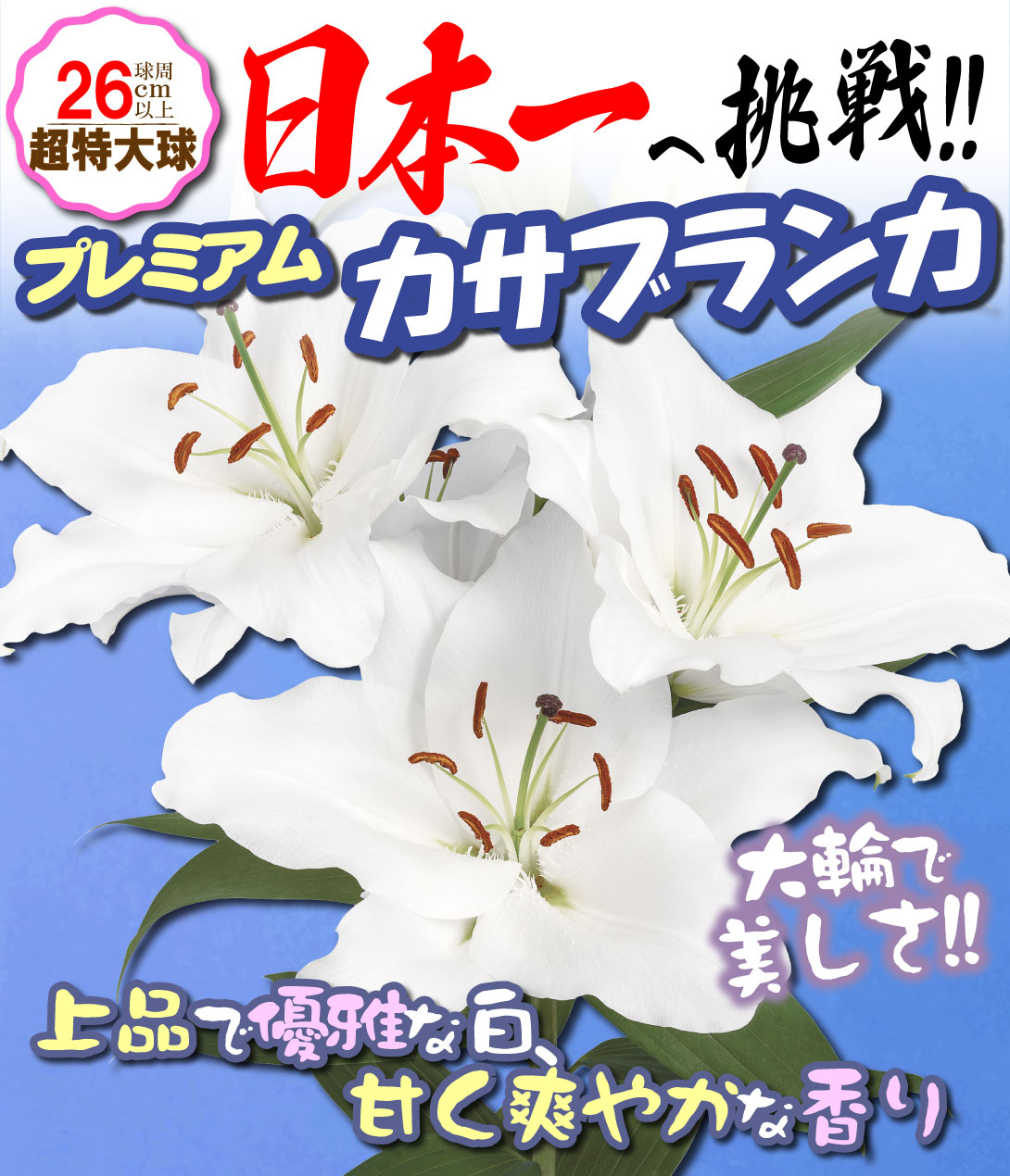 プレミアムカサブランカ