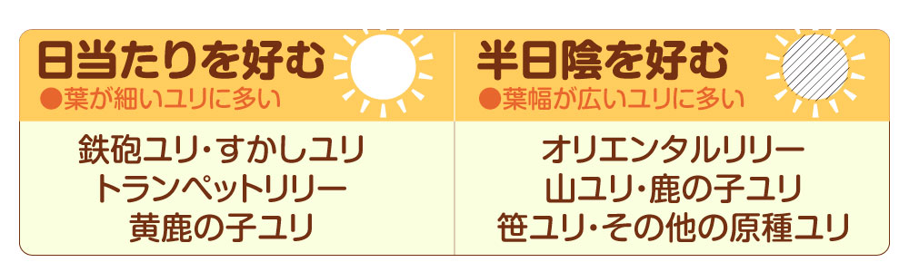 ユリの日当たり