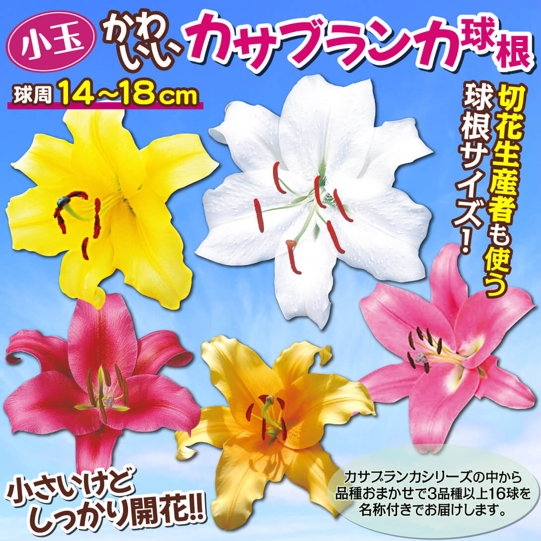 かわいいカサブランカ球根