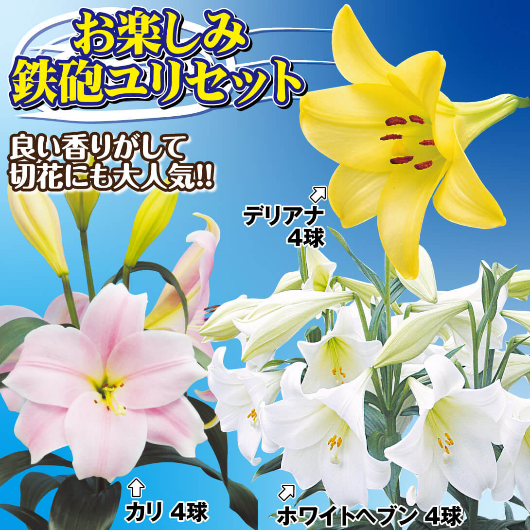 お楽しみ鉄砲ユリセット