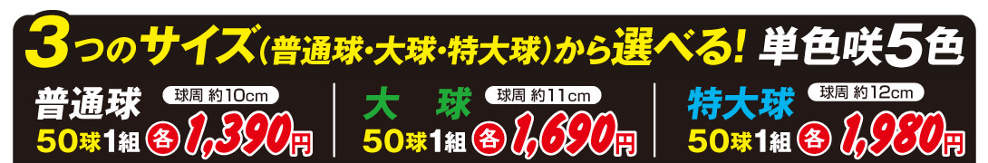 チューリップ3サイズ帯