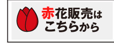 チューリップ赤花