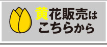 チューリップ黄花