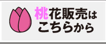 チューリップ桃花