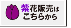 チューリップ紫花