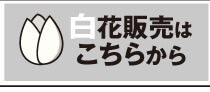 チューリップ白花