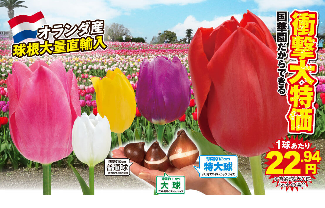 チューリップ単色