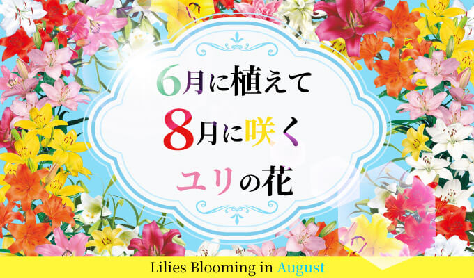 8月咲ユリ