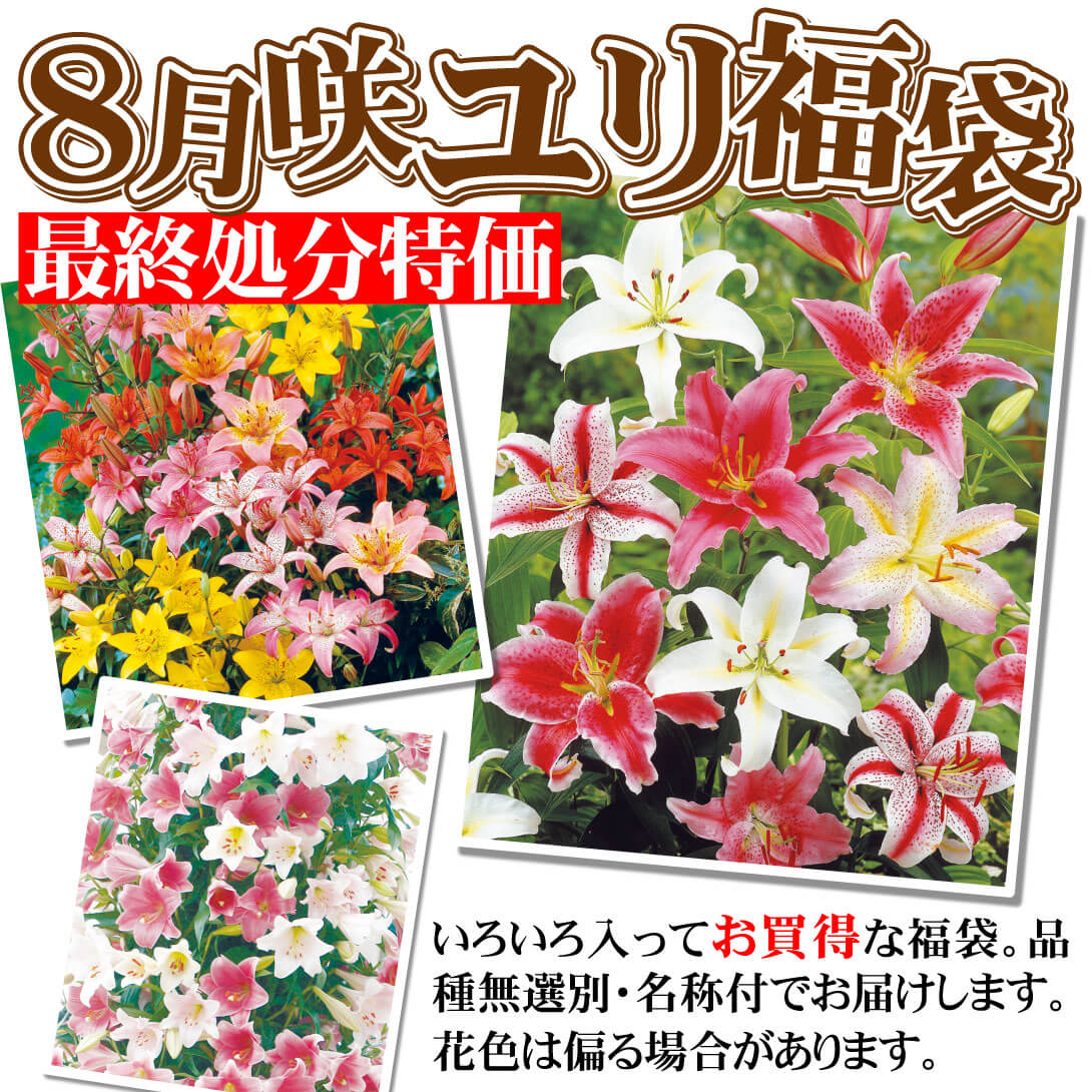 8月咲ユリ最終特価福袋