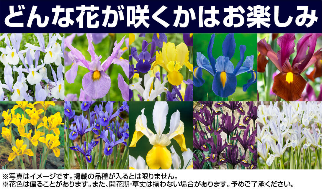 ダッチアイリスガチャ