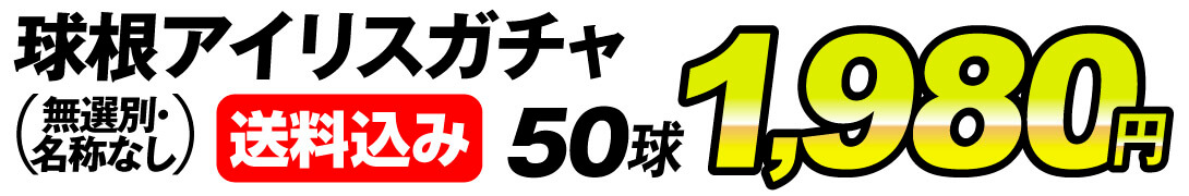 ダッチアイリスガチャ値段1980円