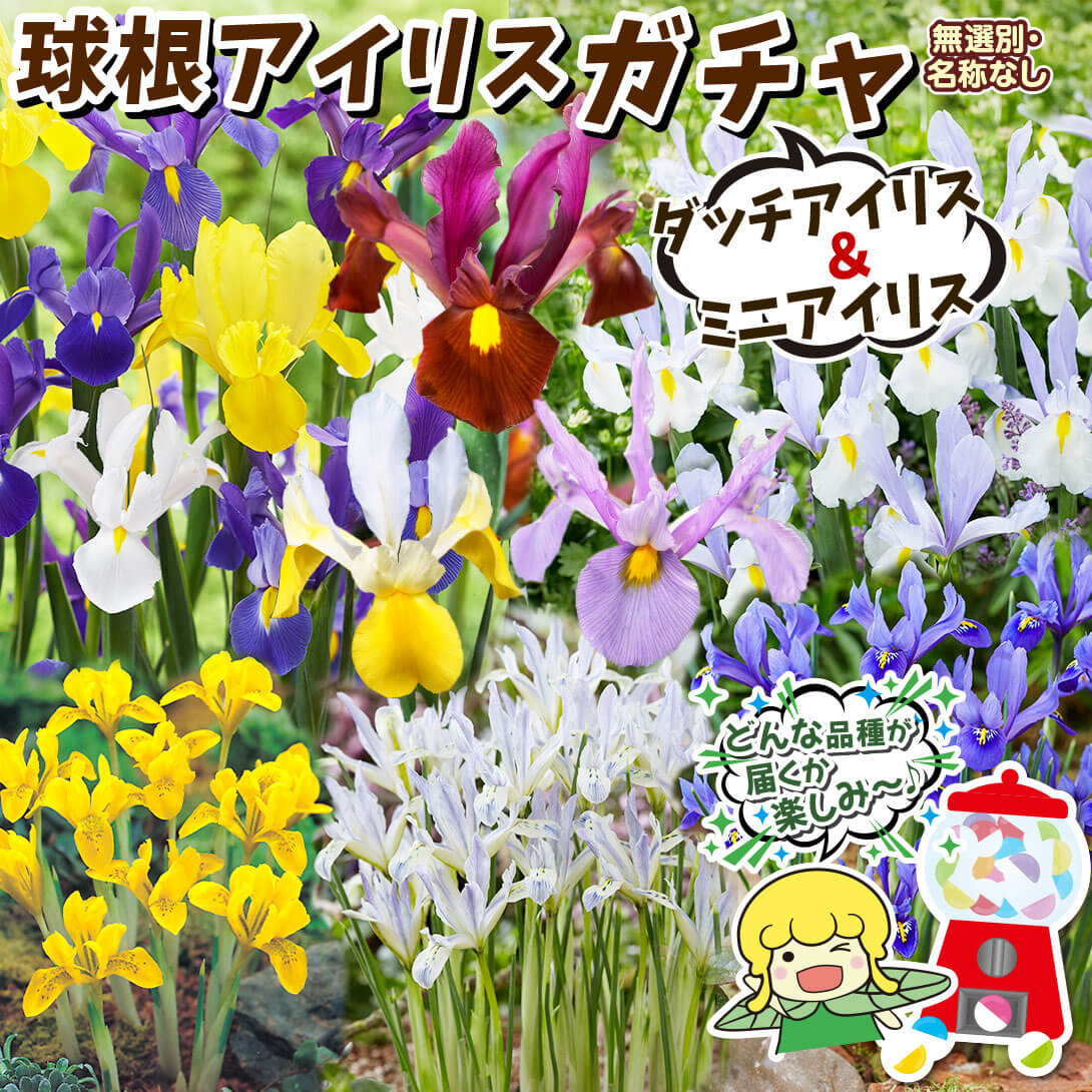 ダッチアイリスガチャ