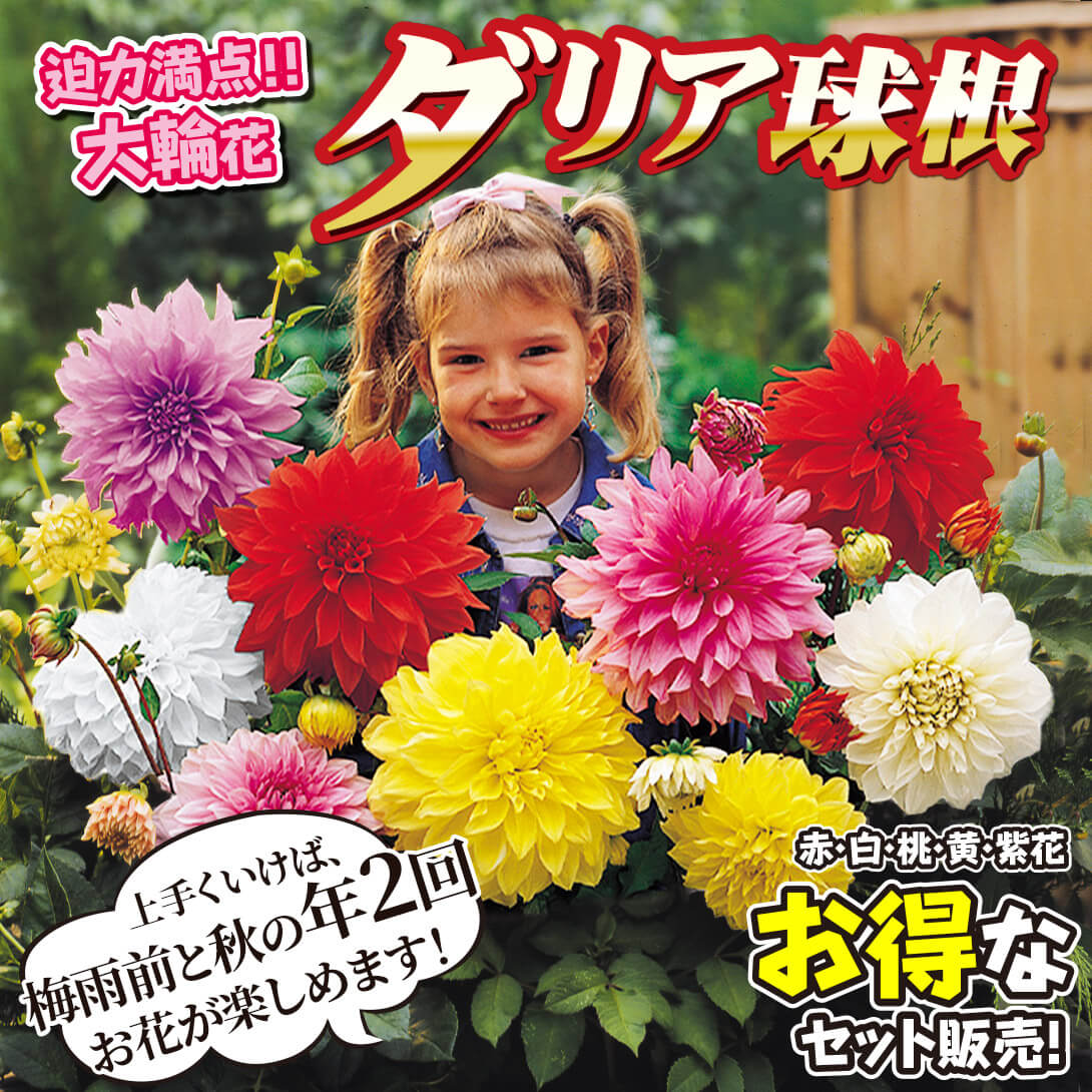 切花向き大輪ダリアセット