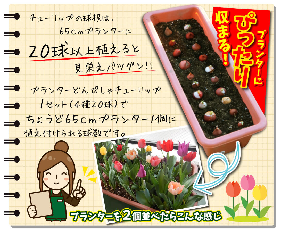 プランターどんぴしゃチューリップ