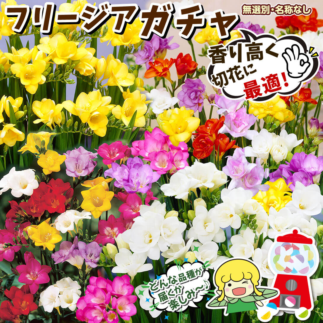 フリージアガチャ