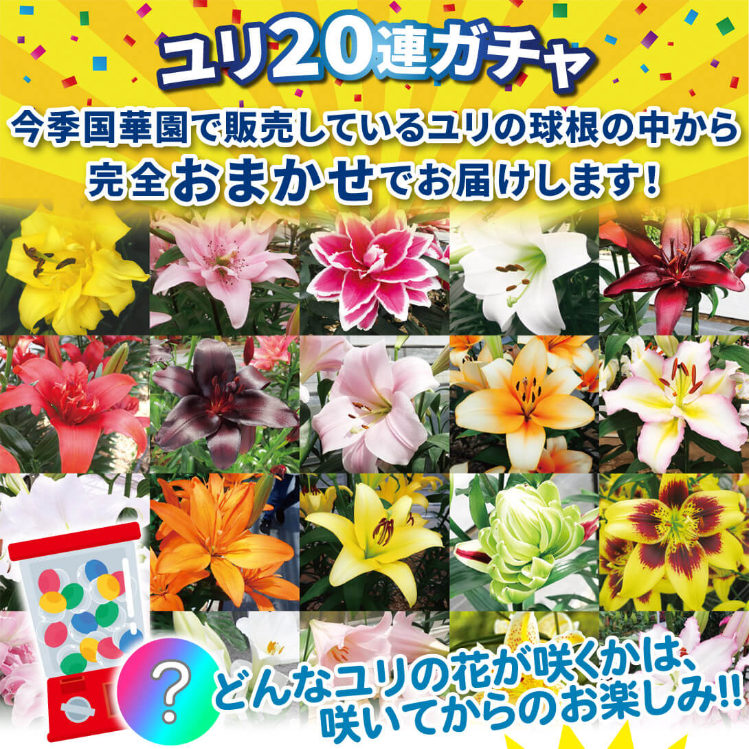 ユリ20連ガチャ