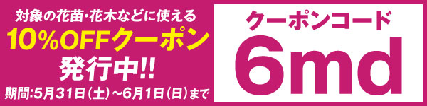 花苗花木クーポン6md