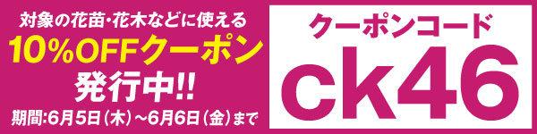 クーポンコードck46