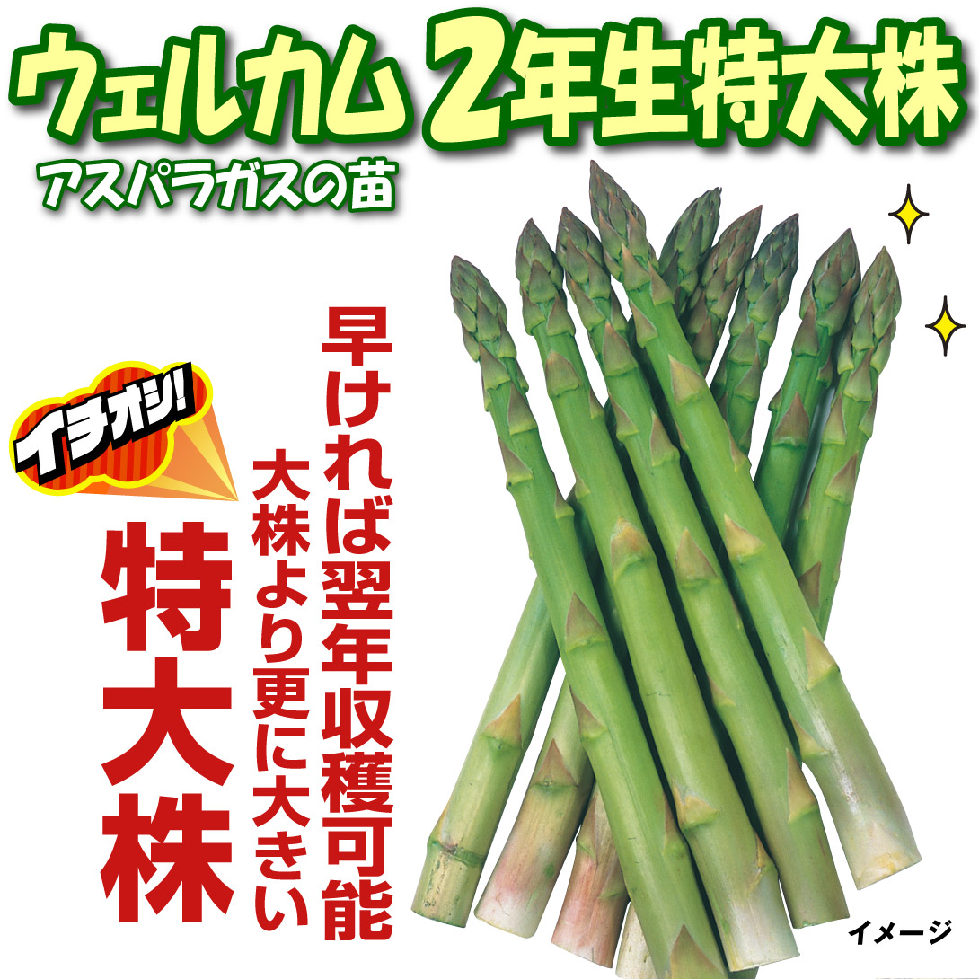 ウェルカム2年生特大株