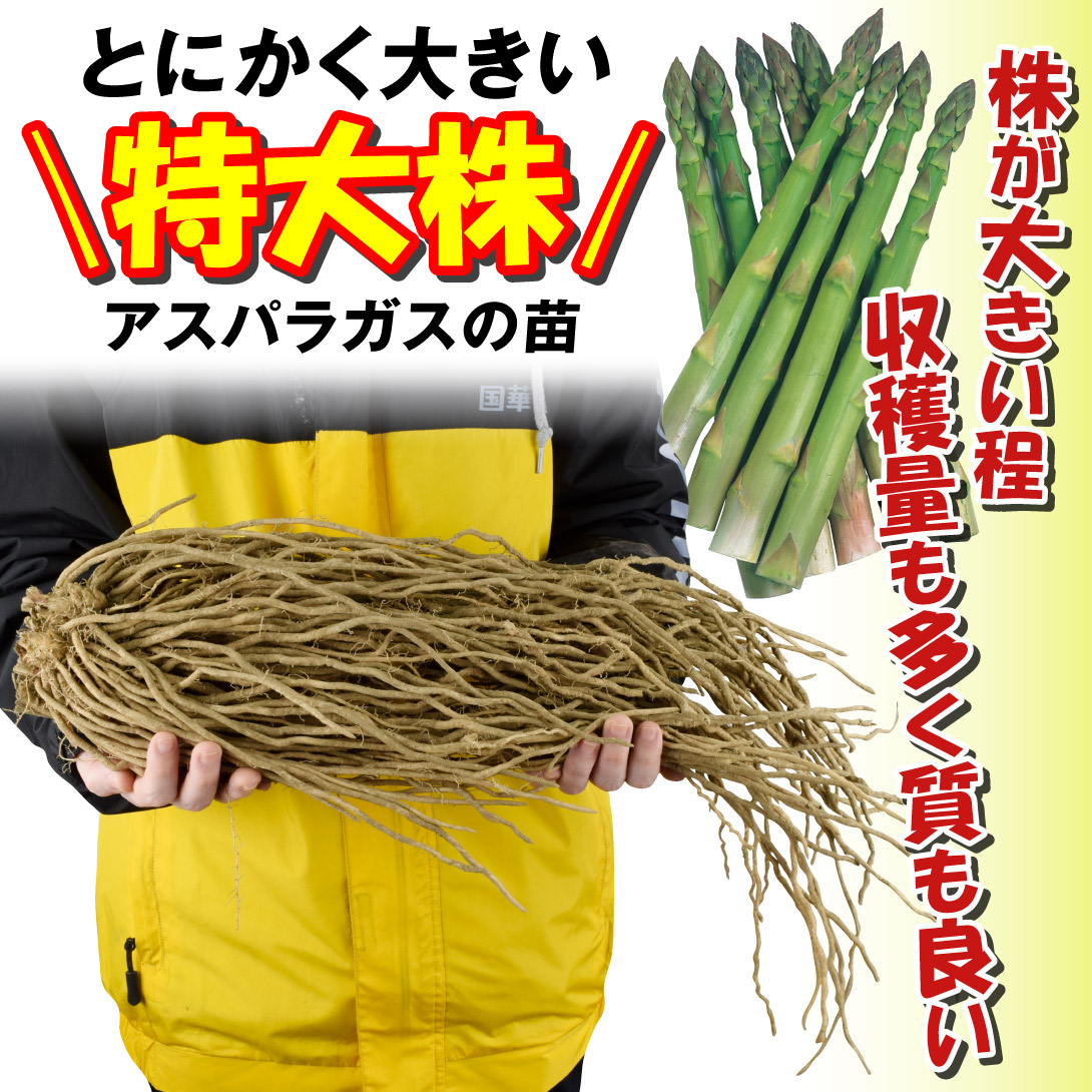 ウェルカム2年生特大株