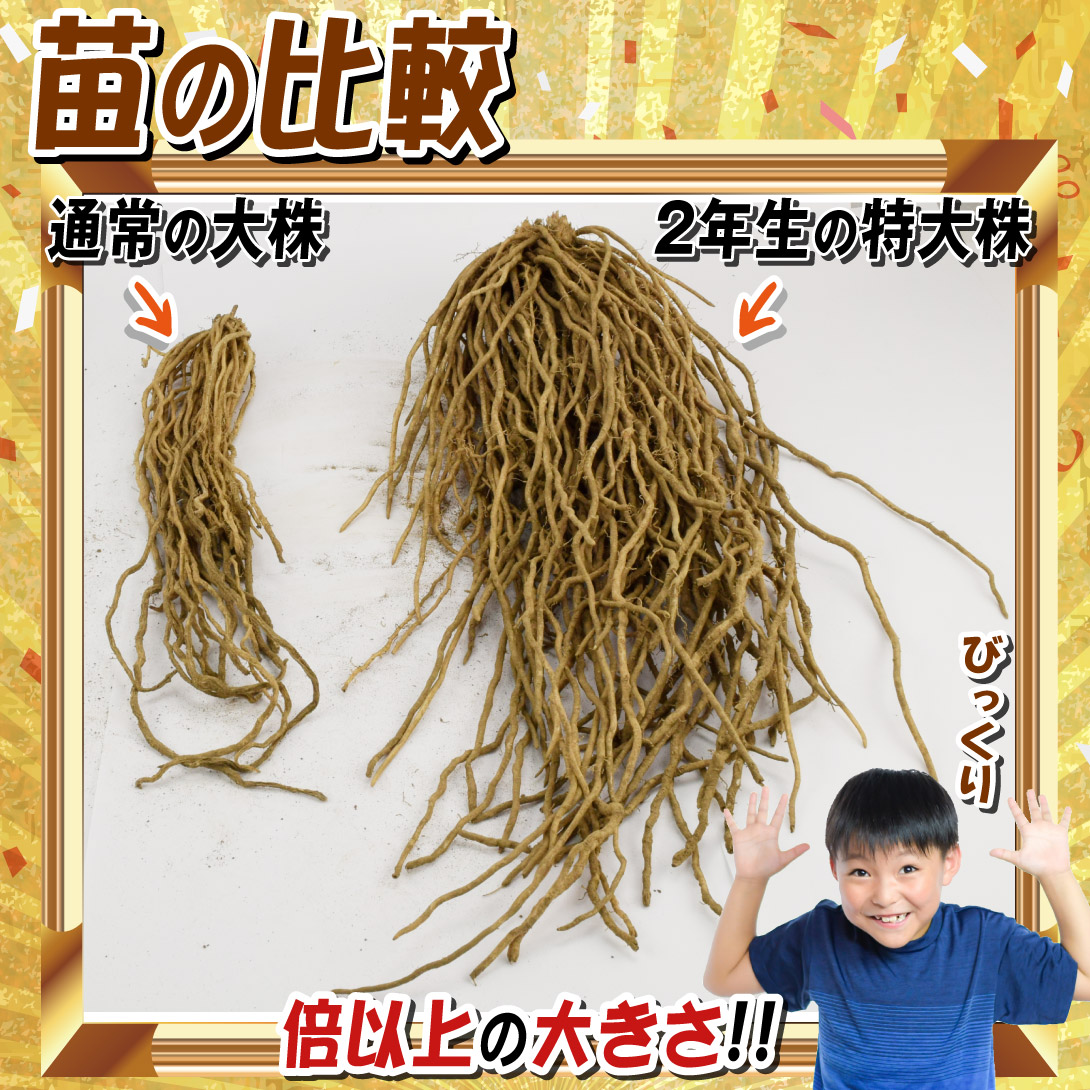 ウェルカム2年生特大株