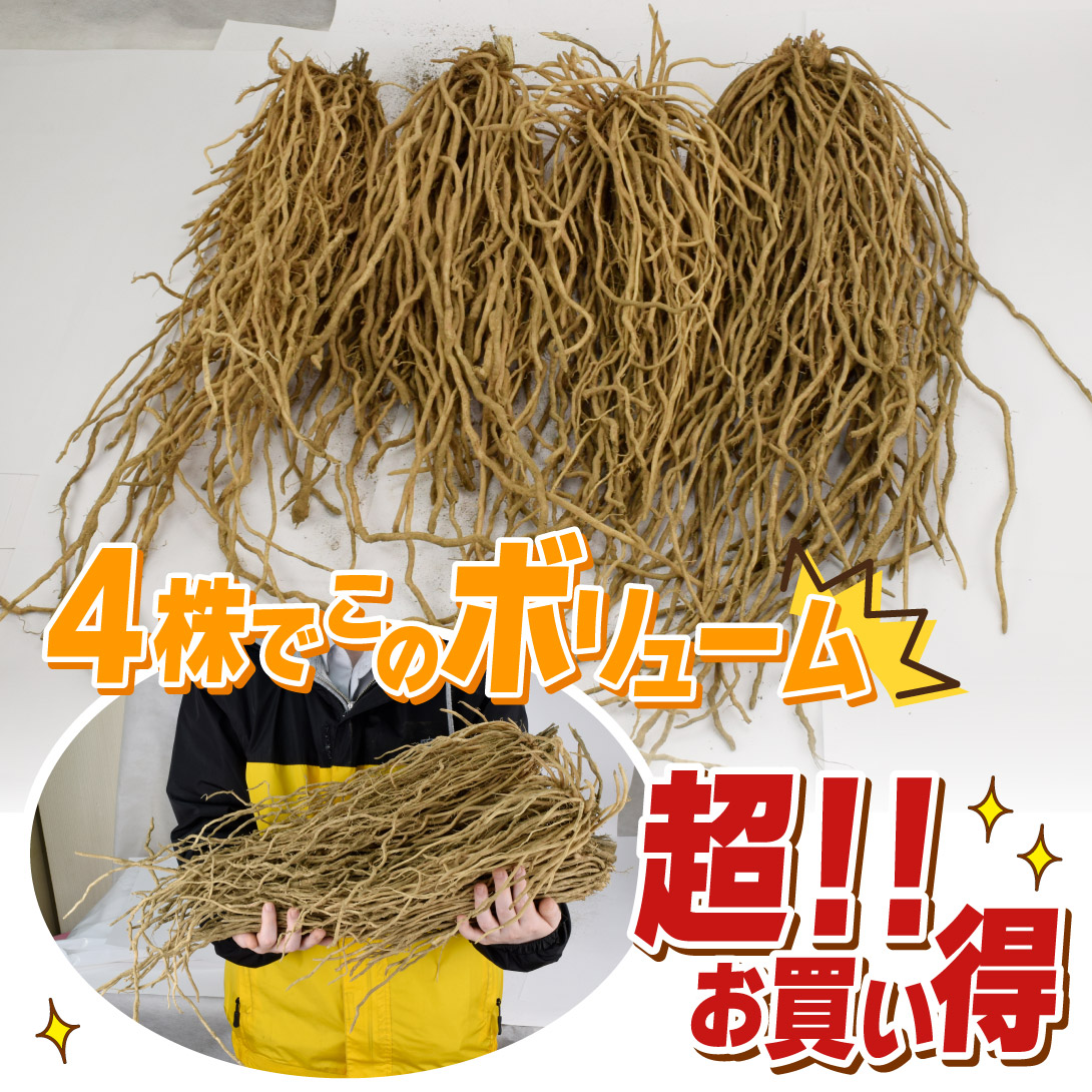 ウェルカム2年生特大株