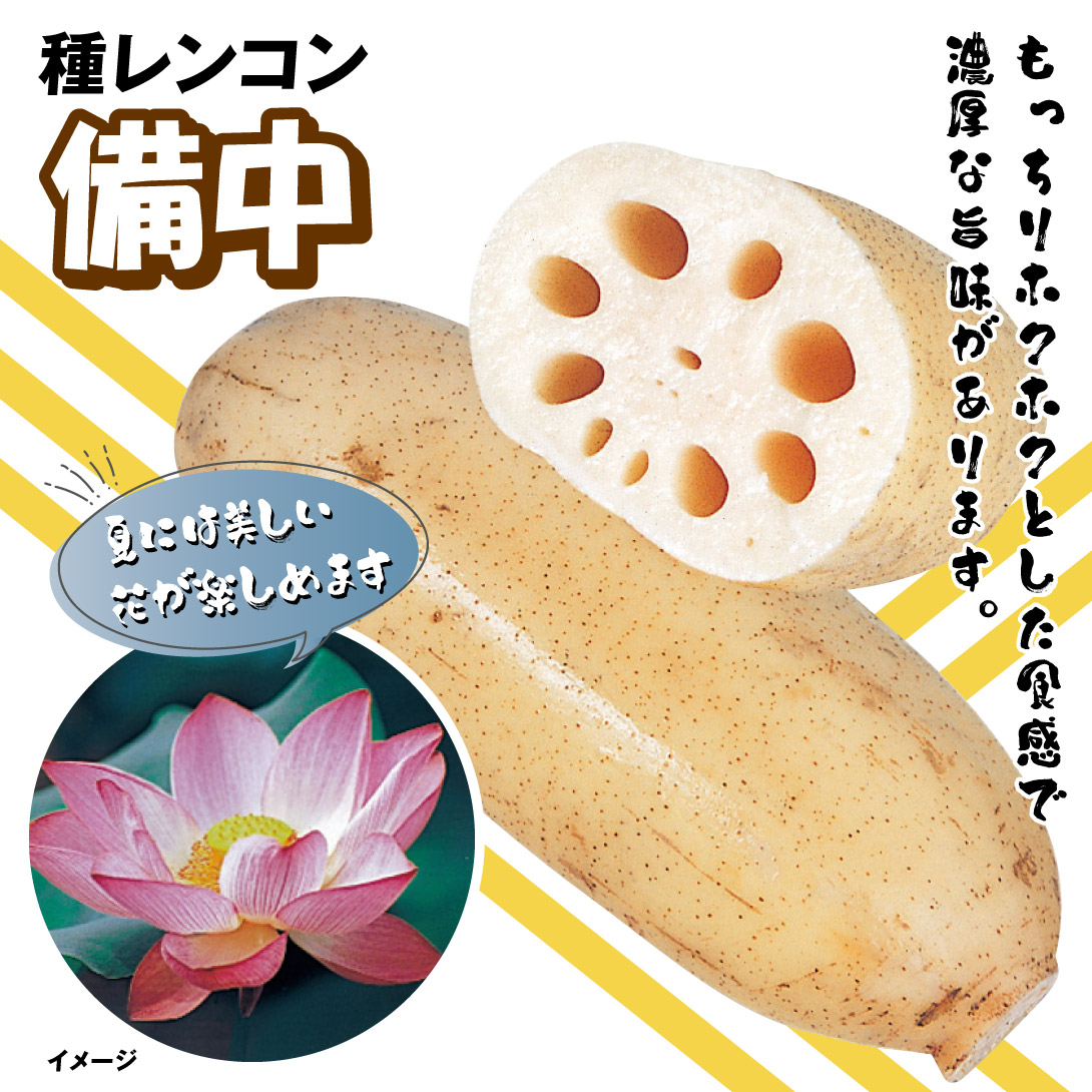 備中 レンコン