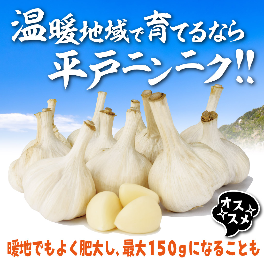 平戸ニンニク