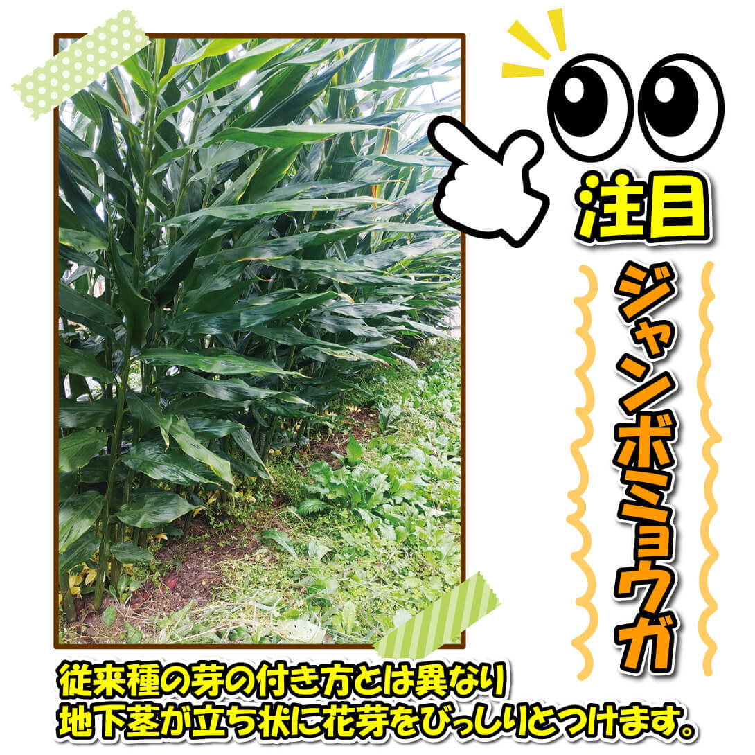 ジャンボミョウガ