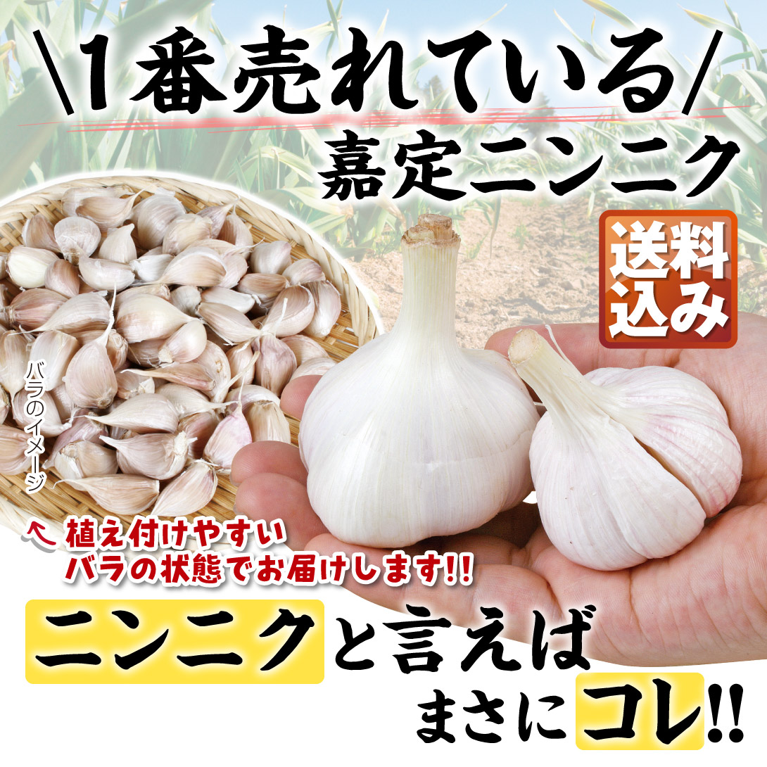 嘉定ニンニク・バラ 送料込み