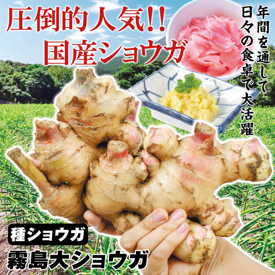 霧島大ショウガ