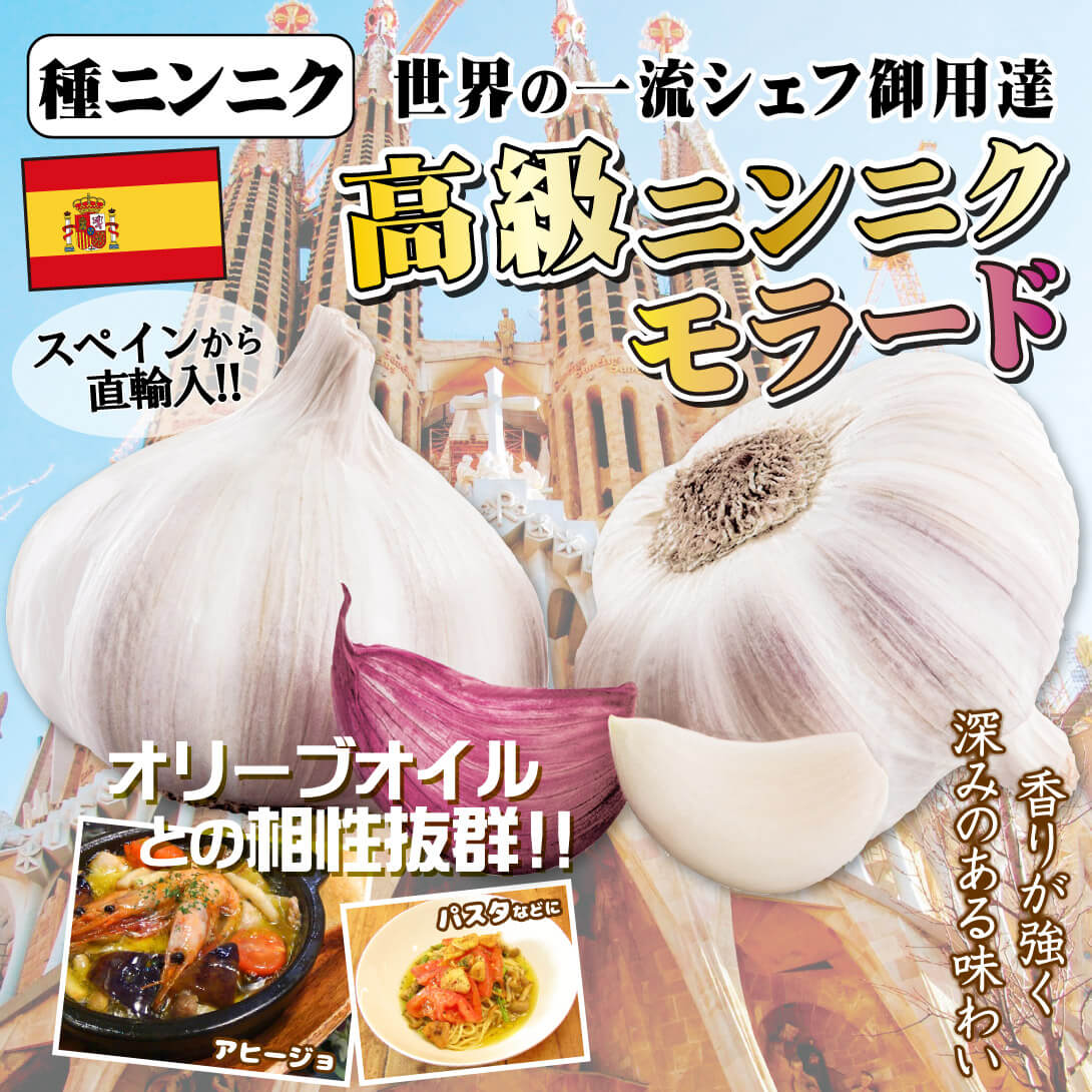 紫ニンニクモラード