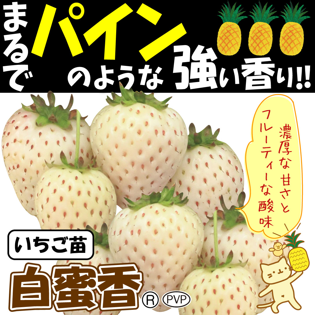 白蜜香(R)
