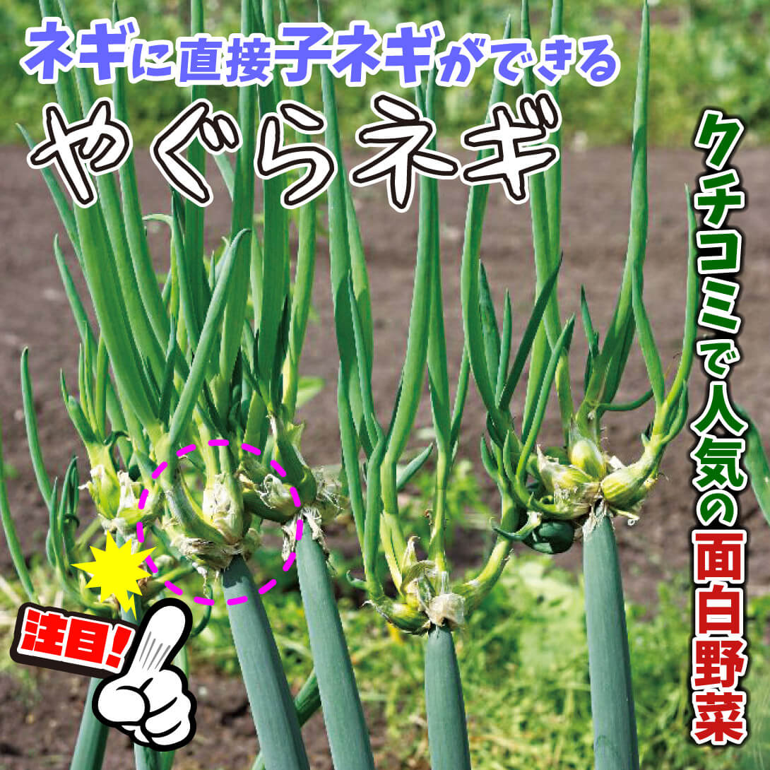 やぐらネギ