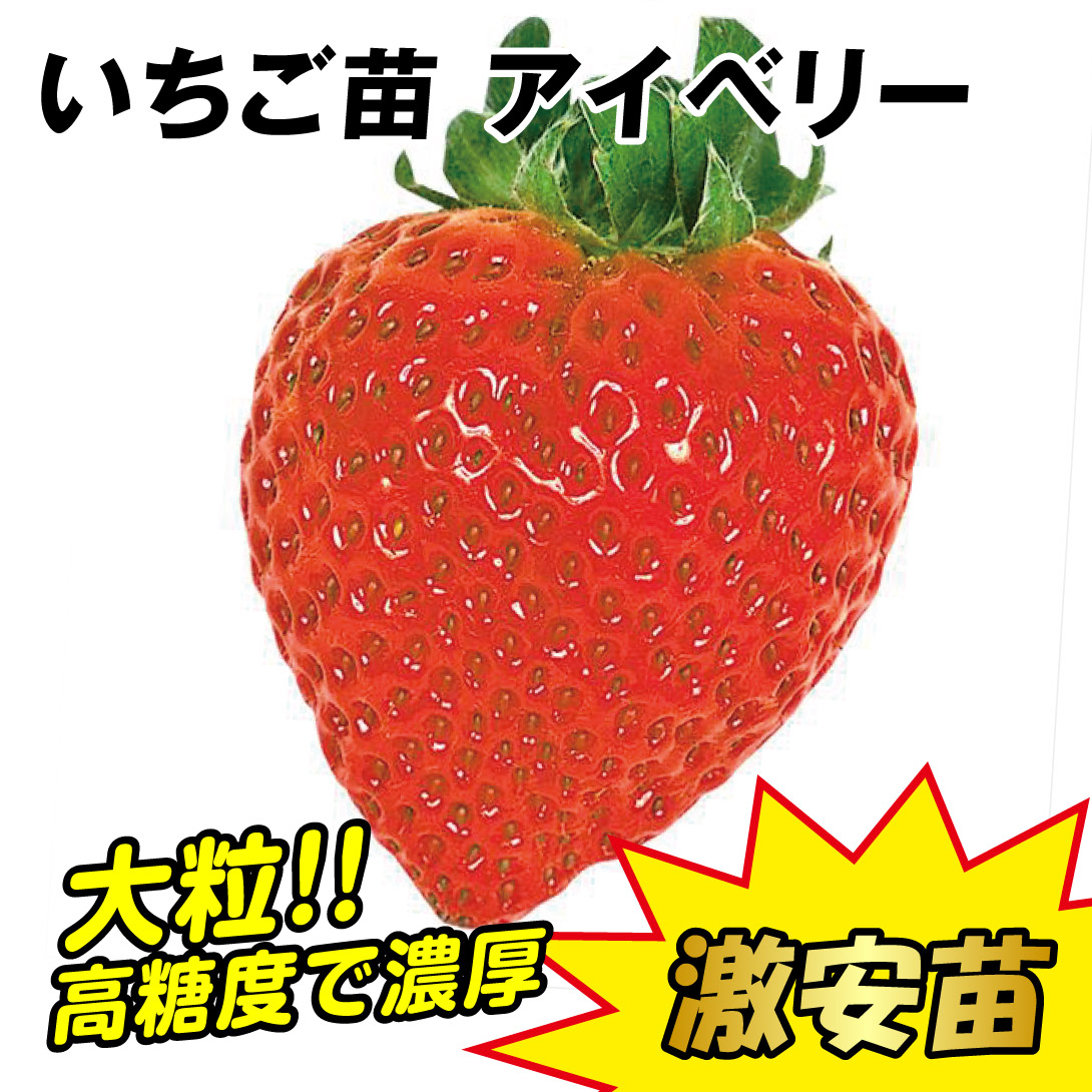 激安イチゴ苗
