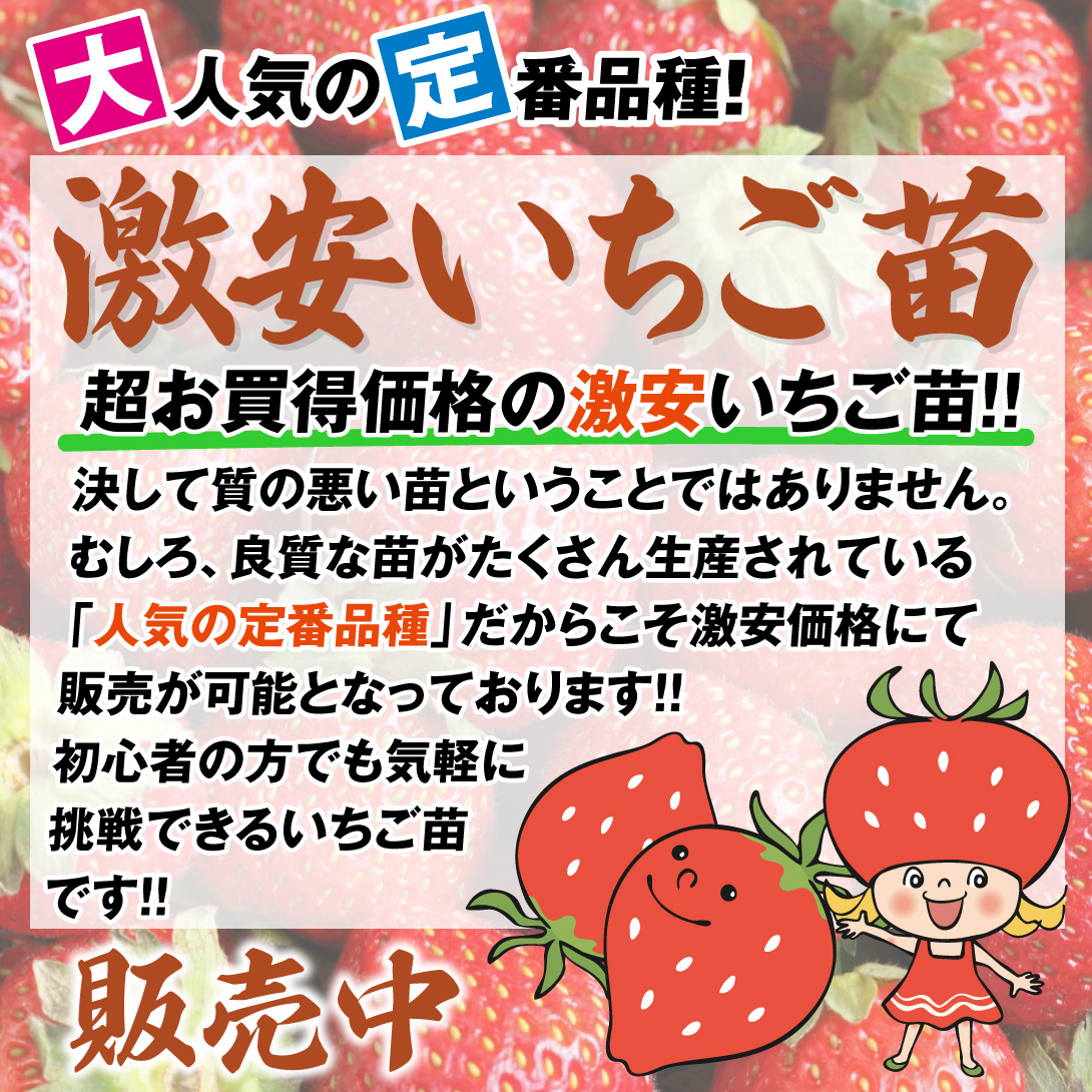 激安イチゴ苗