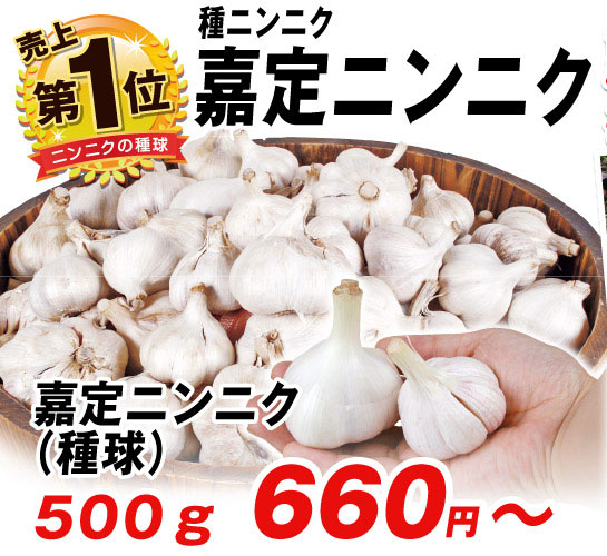 嘉定ニンニク・種球