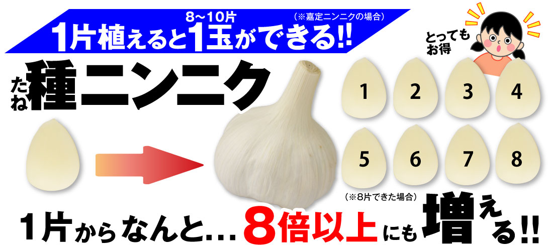 ニンニク増える