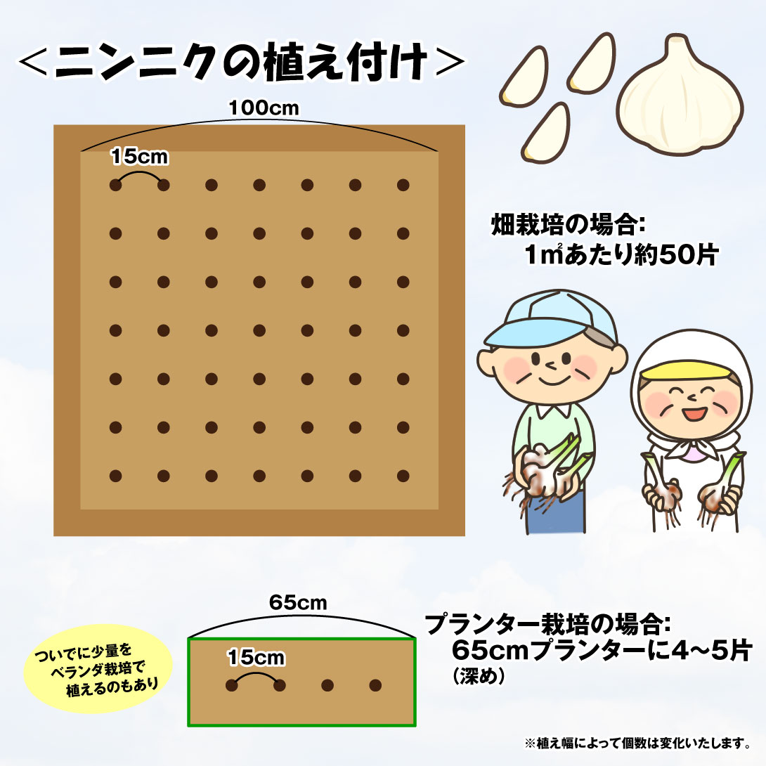 ニンニク面積