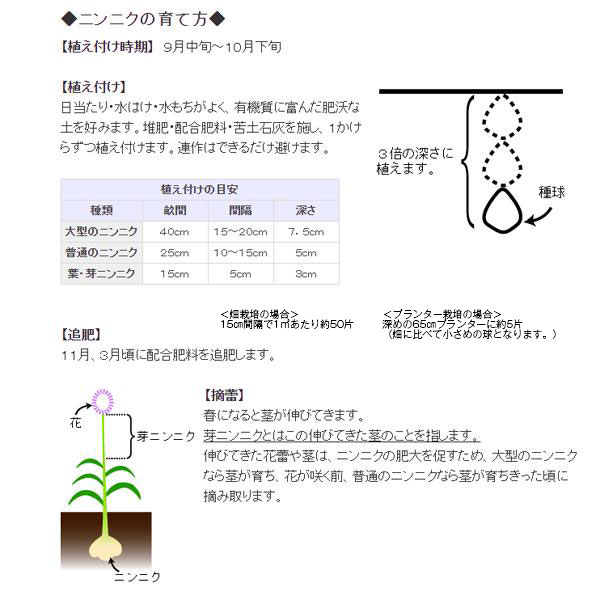 ニンニク栽培方法