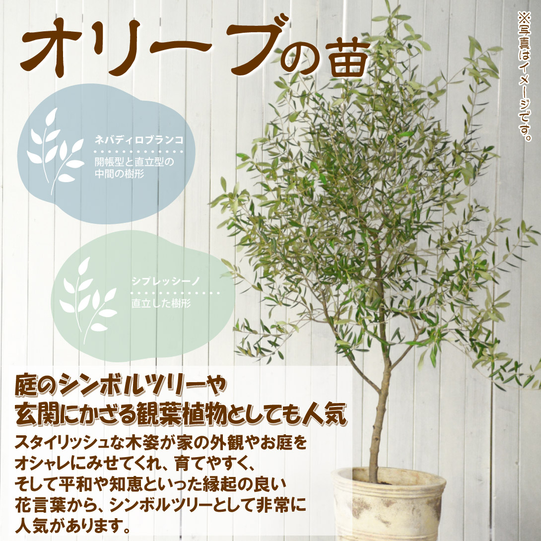 オリーブの苗