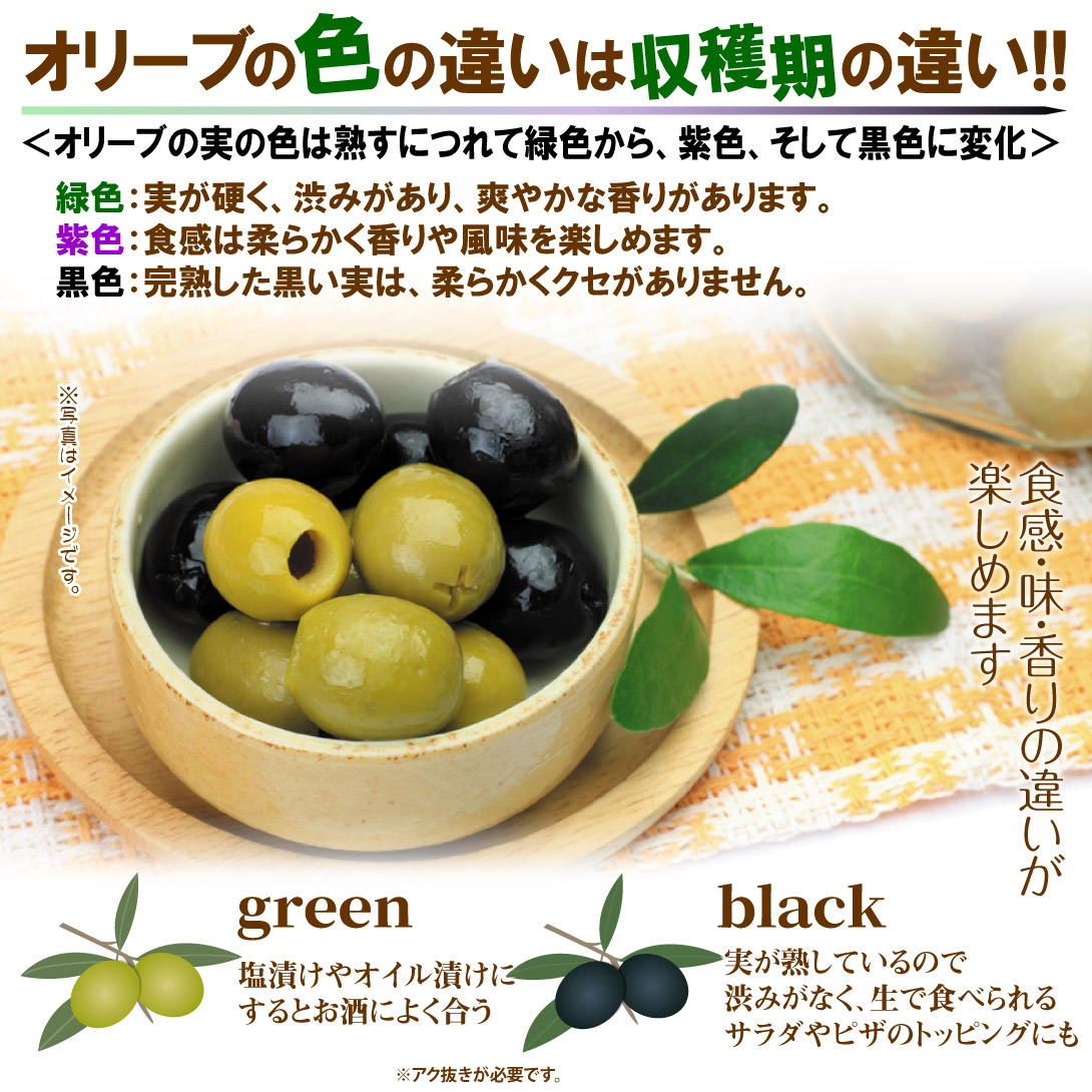 オリーブの苗