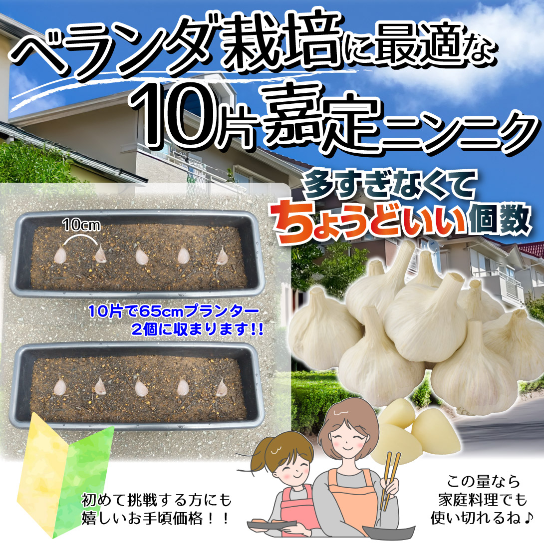 お試し嘉定ニンニク