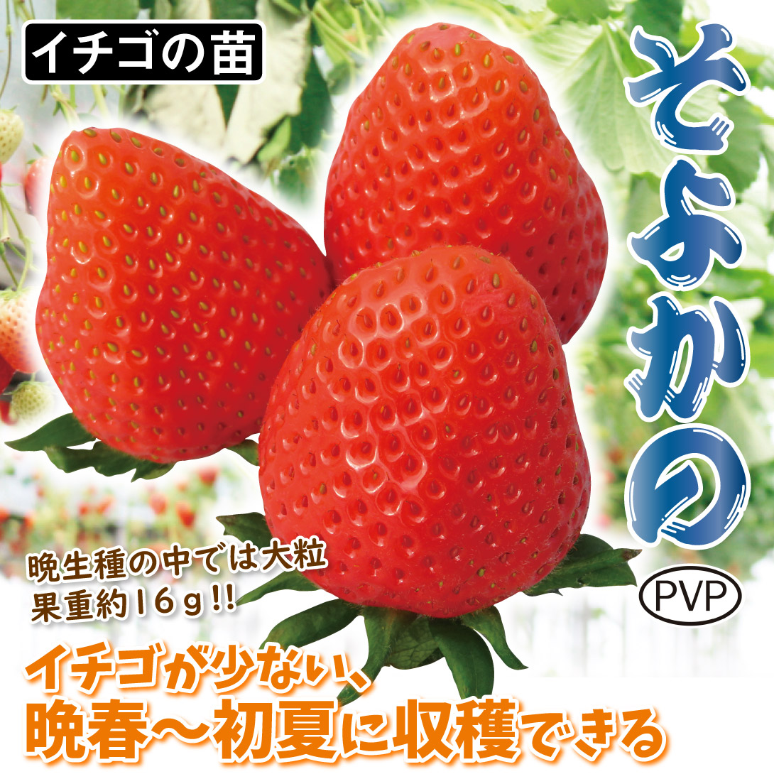 そよかのPVP
