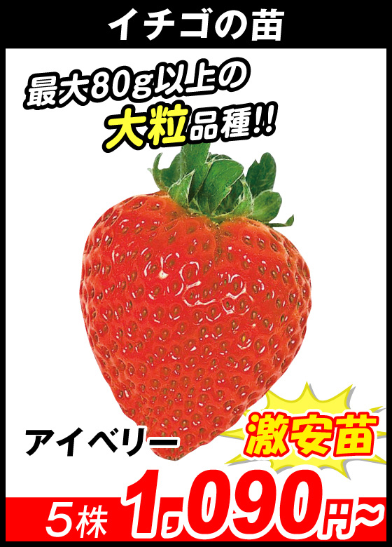アイベリー
