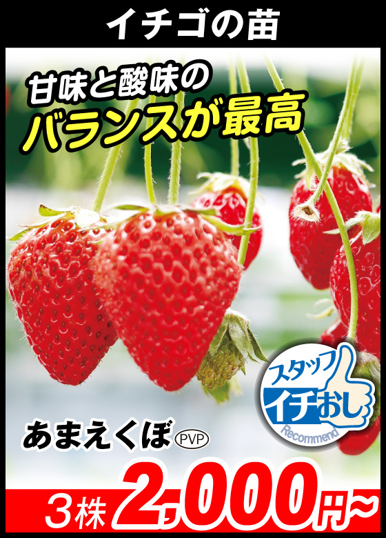 あまえくぼPVP