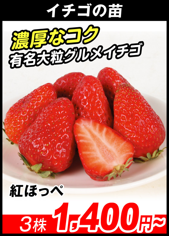 紅ほっぺ