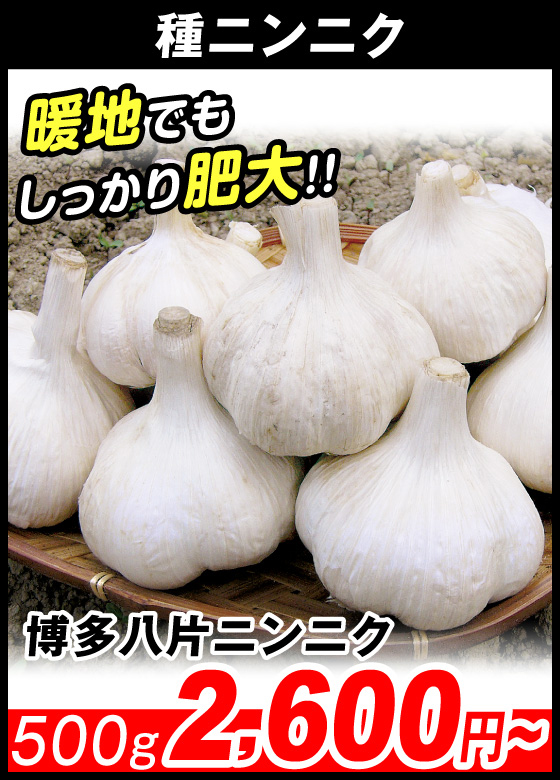 博多八片ニンニク