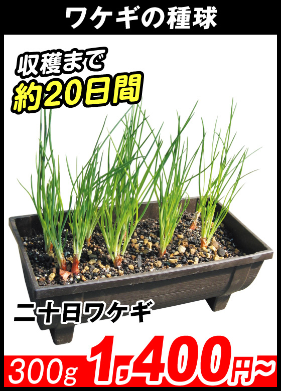 二十日ワケギ