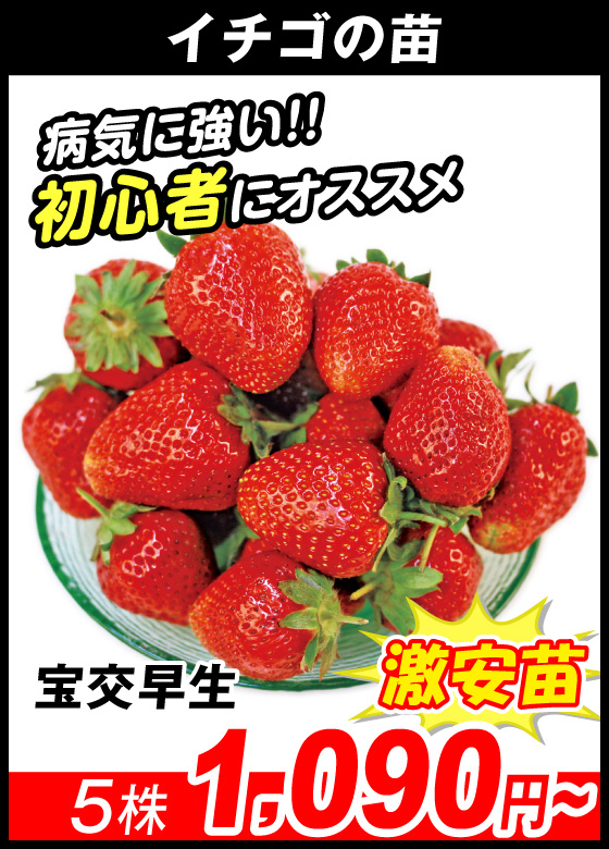 宝交早生
